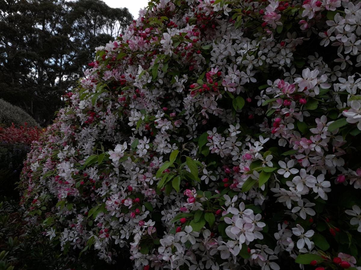 Hillside Bed And Breakfast Huonville Extérieur photo